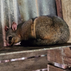 Trichosurus vulpecula (Common Brushtail Possum) at Braidwood, NSW - 10 Jun 2024 by MatthewFrawley