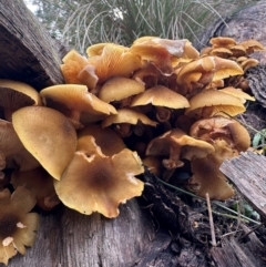 Armillaria luteobubalina (Australian Honey Fungus) at Bungendore, NSW - 1 Jun 2024 by yellowboxwoodland