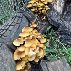 Armillaria luteobubalina at QPRC LGA - suppressed