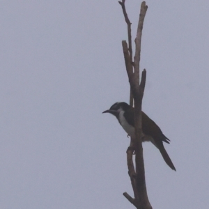 Entomyzon cyanotis at Wodonga - 10 Jun 2024