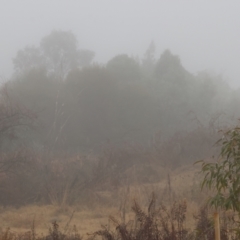 Entomyzon cyanotis at Wodonga - 10 Jun 2024