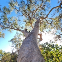 Eucalyptus polyanthemos subsp. polyanthemos (Red Box) at Deakin, ACT - 10 Jun 2024 by Steve818