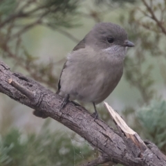 Pachycephala pectoralis (Golden Whistler) at Ewart Brothers Reserve - 10 Jun 2024 by KylieWaldon