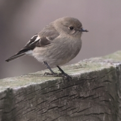 Petroica phoenicea (Flame Robin) at WREN Reserves - 10 Jun 2024 by KylieWaldon