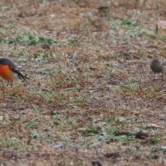 Petroica phoenicea at Wodonga - 10 Jun 2024