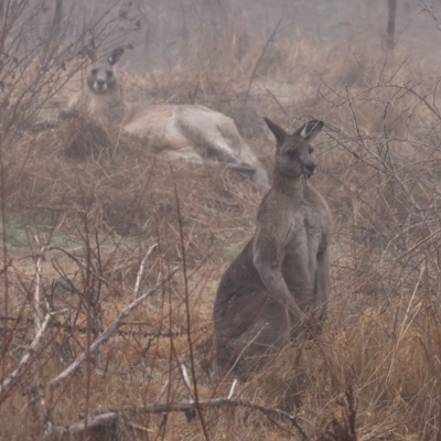 Macropus giganteus (Eastern Grey Kangaroo) at Wodonga - 9 Jun 2024 by KylieWaldon