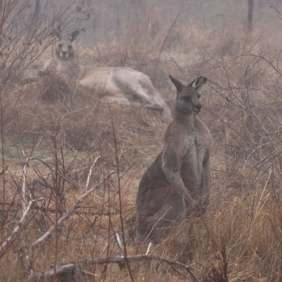 Macropus giganteus (Eastern Grey Kangaroo) at Ward Morrison Park - 10 Jun 2024 by KylieWaldon