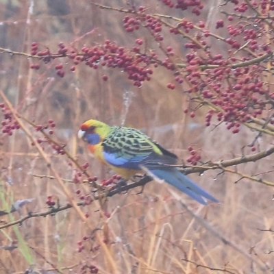 Platycercus elegans flaveolus (Yellow Rosella) at Wodonga - 10 Jun 2024 by KylieWaldon