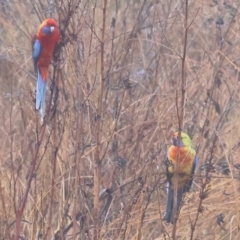 Platycercus elegans flaveolus at Wodonga - 10 Jun 2024 10:25 AM