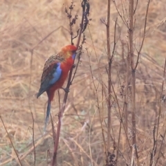 Platycercus elegans flaveolus at Wodonga - 10 Jun 2024 10:25 AM