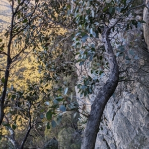 Eucalyptus serraensis subsp. serraensis at Grampians National Park - 9 Jun 2024