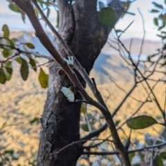 Eucalyptus serraensis subsp. serraensis at Grampians National Park - 9 Jun 2024