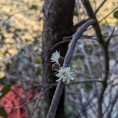 Eucalyptus serraensis subsp. serraensis at Grampians National Park - 9 Jun 2024