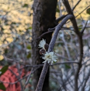 Eucalyptus serraensis subsp. serraensis at Grampians National Park - 9 Jun 2024