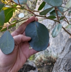 Eucalyptus serraensis subsp. serraensis at Grampians National Park - 9 Jun 2024 03:54 PM