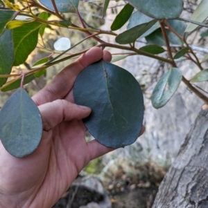 Eucalyptus serraensis subsp. serraensis at Grampians National Park - 9 Jun 2024