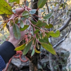 Eucalyptus serraensis subsp. serraensis at Grampians National Park - 9 Jun 2024