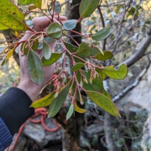 Eucalyptus serraensis subsp. serraensis at Grampians National Park - 9 Jun 2024 03:54 PM