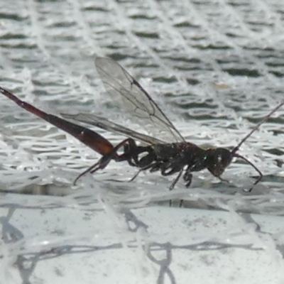 Monomachus antipodalis (A parasitic wasp) at QPRC LGA - 10 Jun 2024 by Paul4K