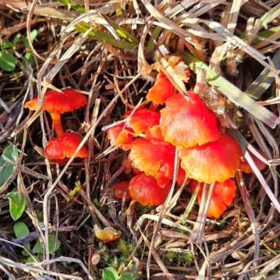 Hygrocybe sp. ‘red’ (A Waxcap) at Whitlam, ACT - 9 Jun 2024 by sangio7