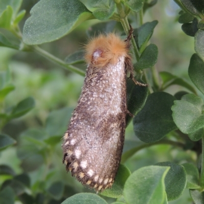 Epicoma tristis (Dark Epicoma Moth) at Pollinator-friendly garden Conder - 6 Jan 2024 by michaelb