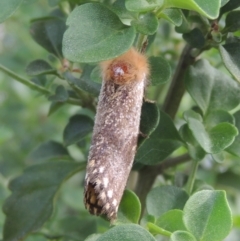 Epicoma tristis at Pollinator-friendly garden Conder - 6 Jan 2024