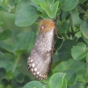 Epicoma tristis at Pollinator-friendly garden Conder - 6 Jan 2024