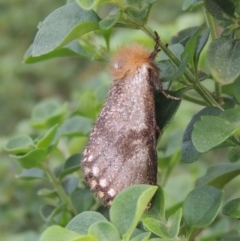 Epicoma tristis at Pollinator-friendly garden Conder - 6 Jan 2024