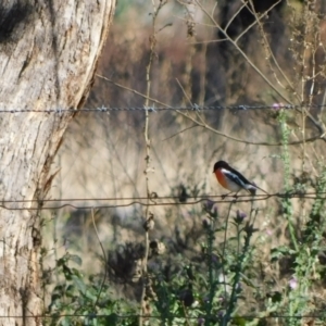 Petroica boodang at Symonston, ACT - 10 Jun 2024 10:28 AM