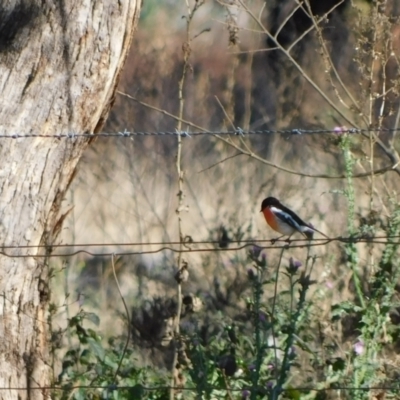 Petroica boodang (Scarlet Robin) at Symonston, ACT - 10 Jun 2024 by CallumBraeRuralProperty