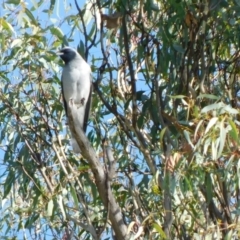 Coracina novaehollandiae (Black-faced Cuckooshrike) at Symonston, ACT - 10 Jun 2024 by CallumBraeRuralProperty