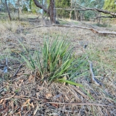 Dianella sp. aff. longifolia (Benambra) (Pale Flax Lily, Blue Flax Lily) at The Pinnacle - 9 Jun 2024 by sangio7