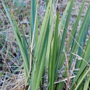 Dianella sp. aff. longifolia (Benambra) at The Pinnacle - 9 Jun 2024 02:13 PM