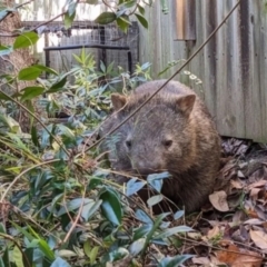 Vombatus ursinus (Common wombat, Bare-nosed Wombat) at Aranda, ACT - 10 Jun 2024 by Steve818