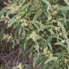 Unidentified Wattle at Lyons, ACT - 10 Jun 2024 by ran452