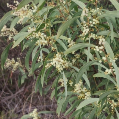 Acacia obliquinervia (Mountain Hickory) at Lyons, ACT - 10 Jun 2024 by ran452