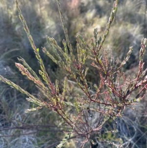 Comesperma ericinum at QPRC LGA - 10 Jun 2024