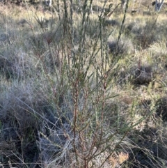 Comesperma ericinum at QPRC LGA - suppressed