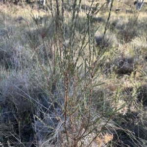 Comesperma ericinum at QPRC LGA - 10 Jun 2024