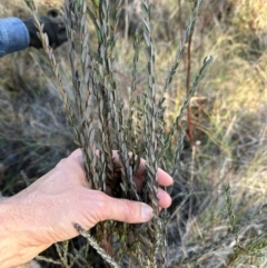 Comesperma ericinum at QPRC LGA - 10 Jun 2024