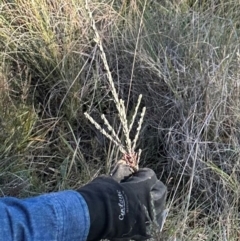 Comesperma ericinum at QPRC LGA - 10 Jun 2024