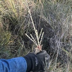 Comesperma ericinum at QPRC LGA - suppressed