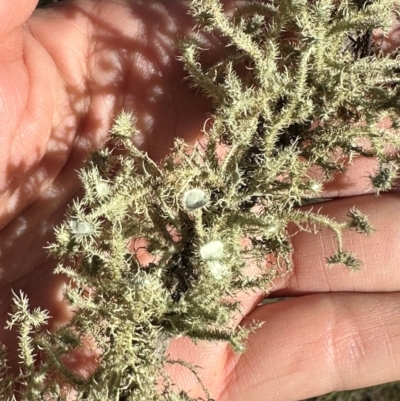 Usnea sp. (genus) (Bearded lichen) at suppressed - 10 Jun 2024 by yellowboxwoodland