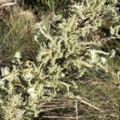 Usnea sp. (genus) at QPRC LGA - 10 Jun 2024