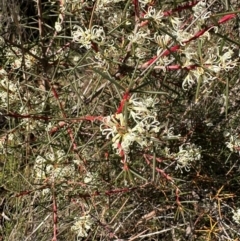 Hakea decurrens (Bushy Needlewood) at Bungendore, NSW - 10 Jun 2024 by yellowboxwoodland