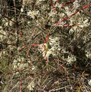 Hakea decurrens at QPRC LGA - 10 Jun 2024