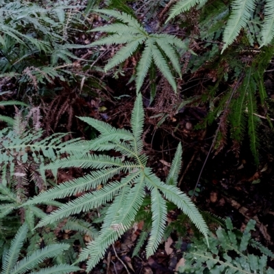 Sticherus lobatus (Spreading Fan Fern) at Box Cutting Rainforest Walk - 8 Jun 2024 by Teresa