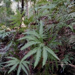 Sticherus lobatus at Box Cutting Rainforest Walk - 9 Jun 2024