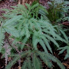 Sticherus lobatus at Box Cutting Rainforest Walk - 9 Jun 2024