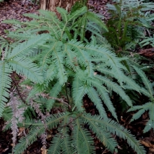 Sticherus lobatus at Box Cutting Rainforest Walk - 9 Jun 2024